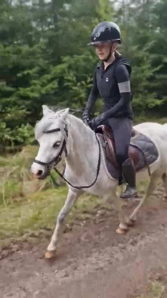 Allround hästar till salu: Supersöt Welsh Mountain - Video 5