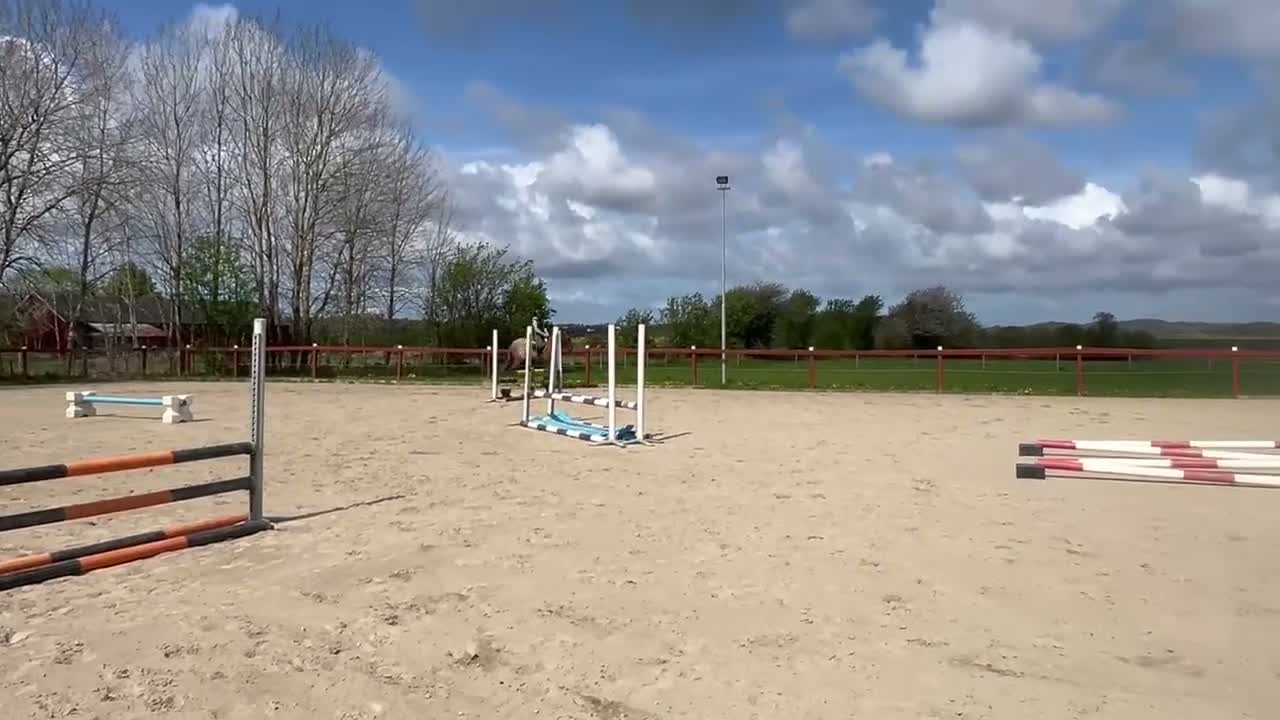 Dressyr hästar till salu: Lyxig hobbyhäst  - Video 3