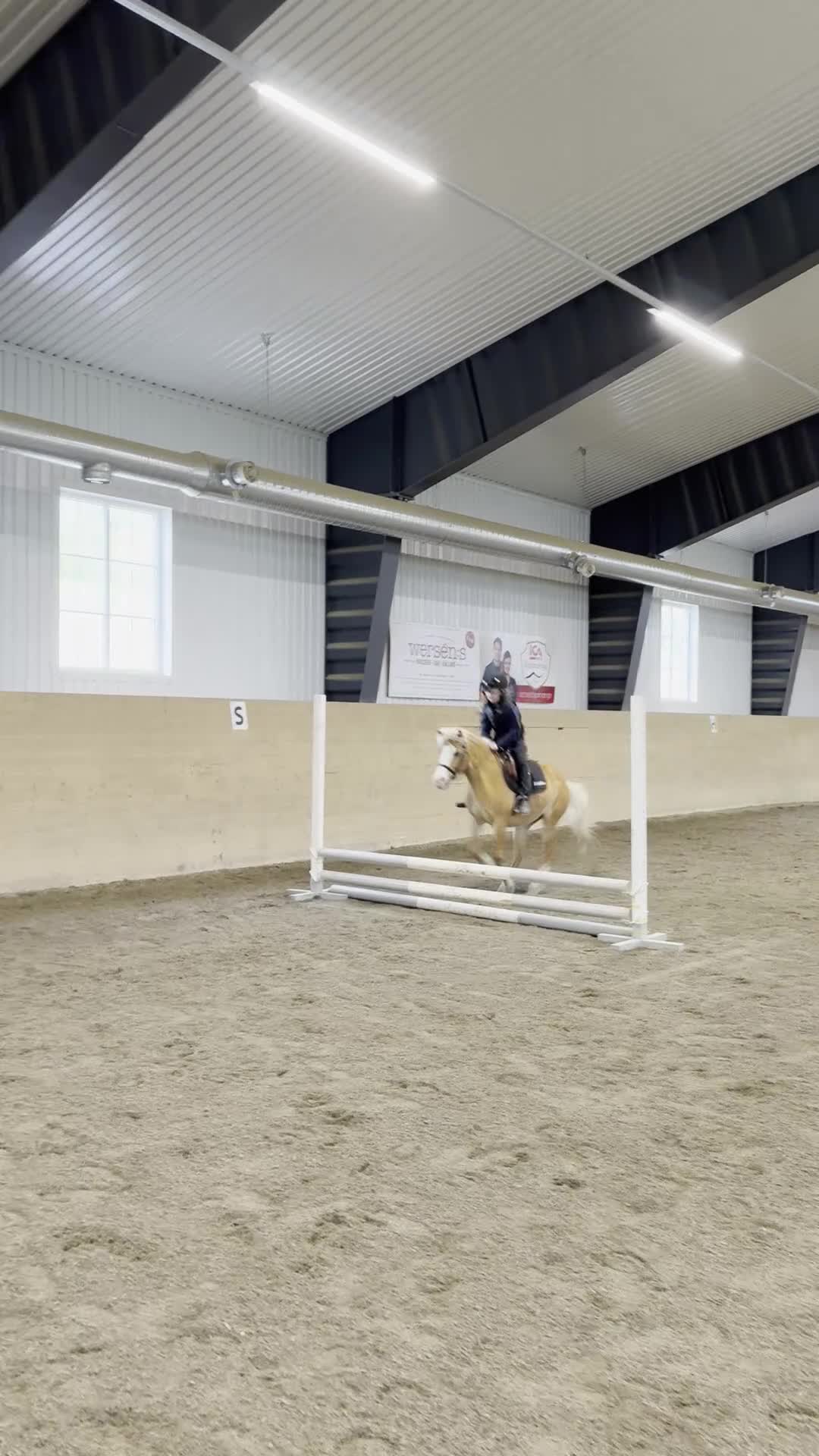 Körning hästar till salu: Bästa vän för körning och ridning - Video 1
