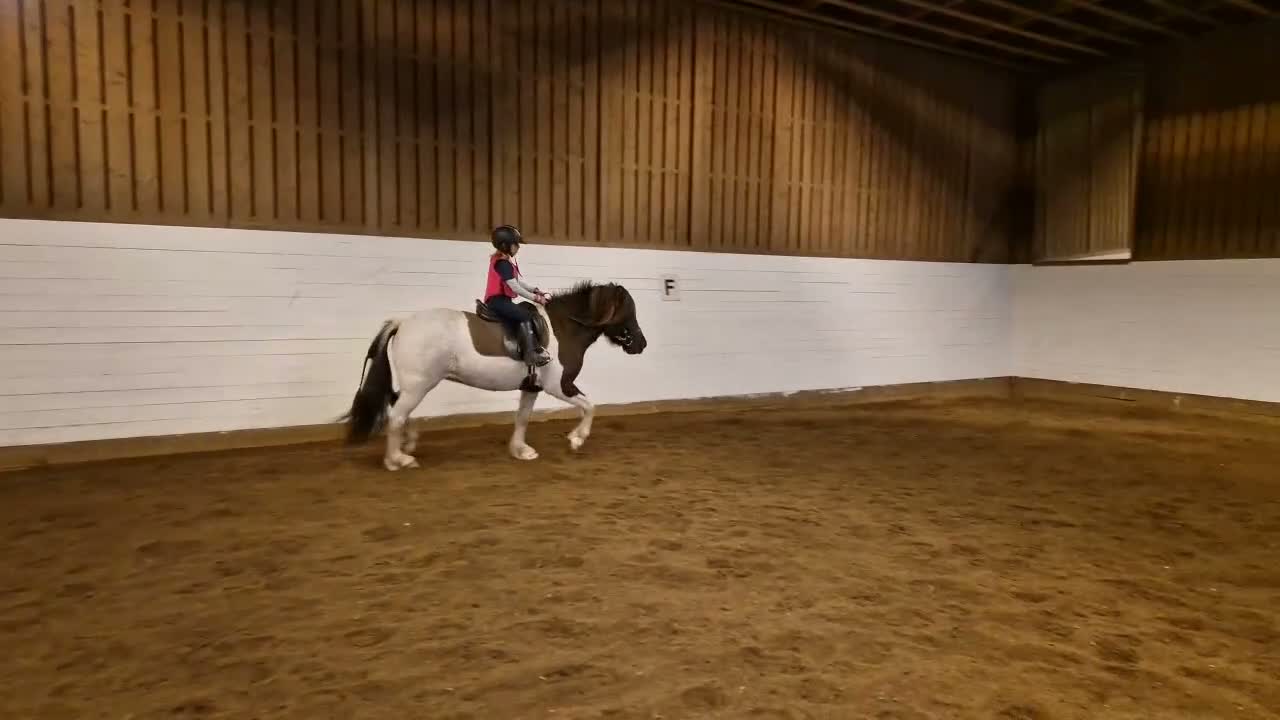 Island hästar till salu: Vackert sto - Video 2