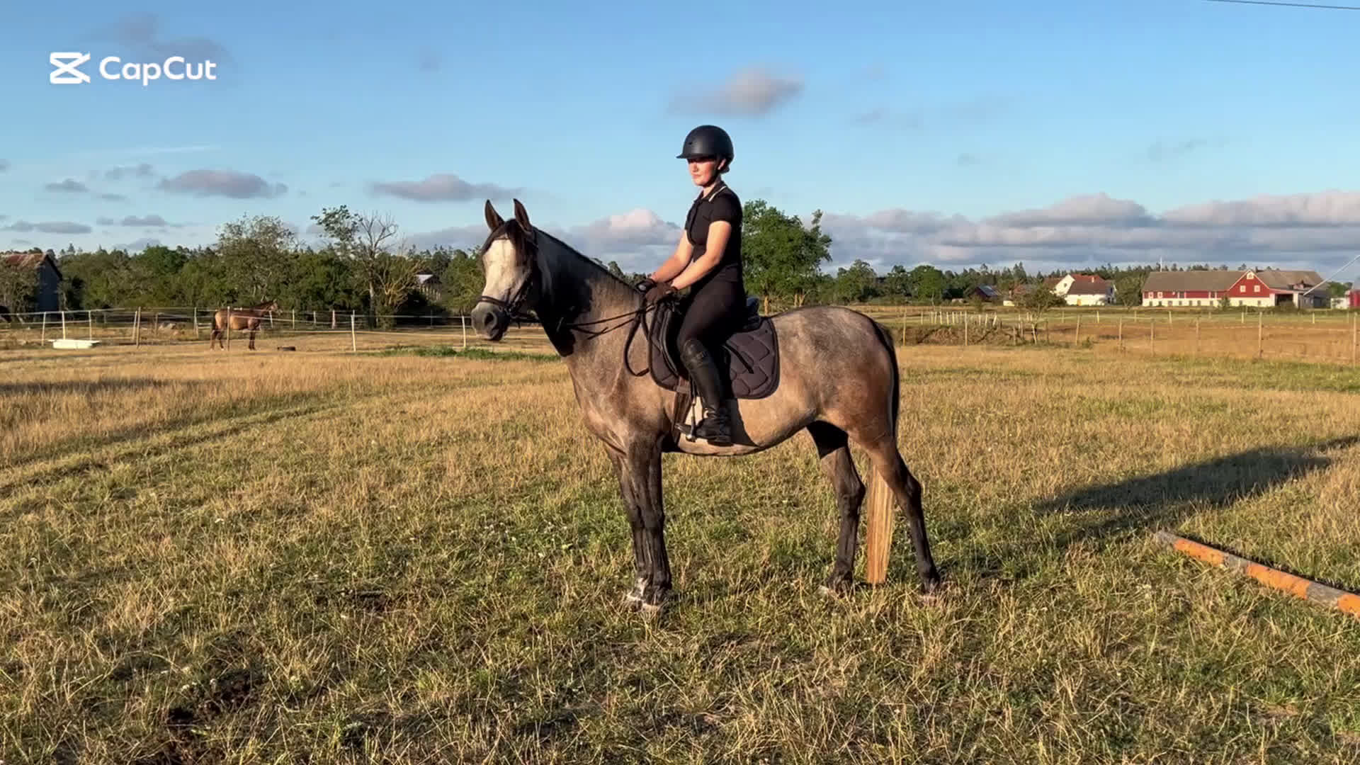 Allround hästar till salu: Arabsto i Stånga - Video 1