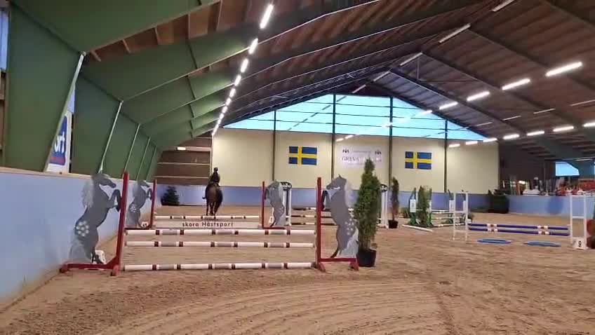 Hoppning hästar till salu: Välstammad hopptalang Swb - Video 1