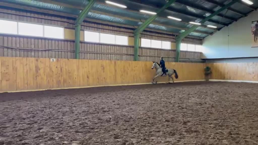 Hoppning hästar till salu: 3 årig SWB  - Video 4