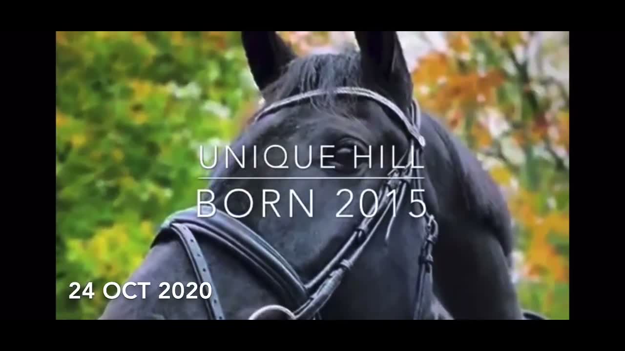 Dressyr hästar till salu: Svart elegant SWB-dressyrsto, halvsyster GP-häst - Video 1