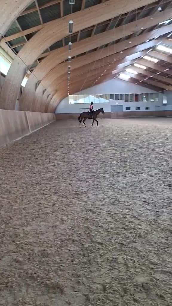 Allround hästar till salu: Stor, vacker och godmodig i Malmö - Video 3