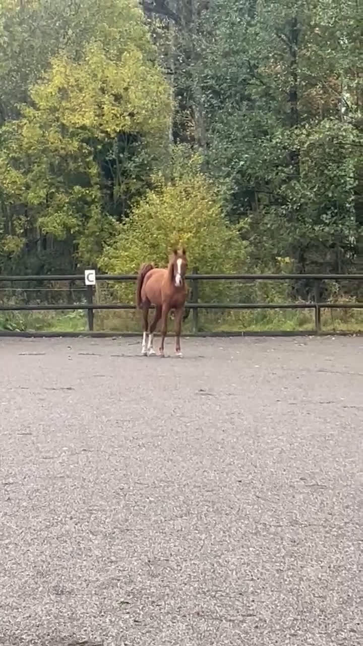 Allround hästar till salu: Arabvalack f 2023 i Södertälje - Video 2