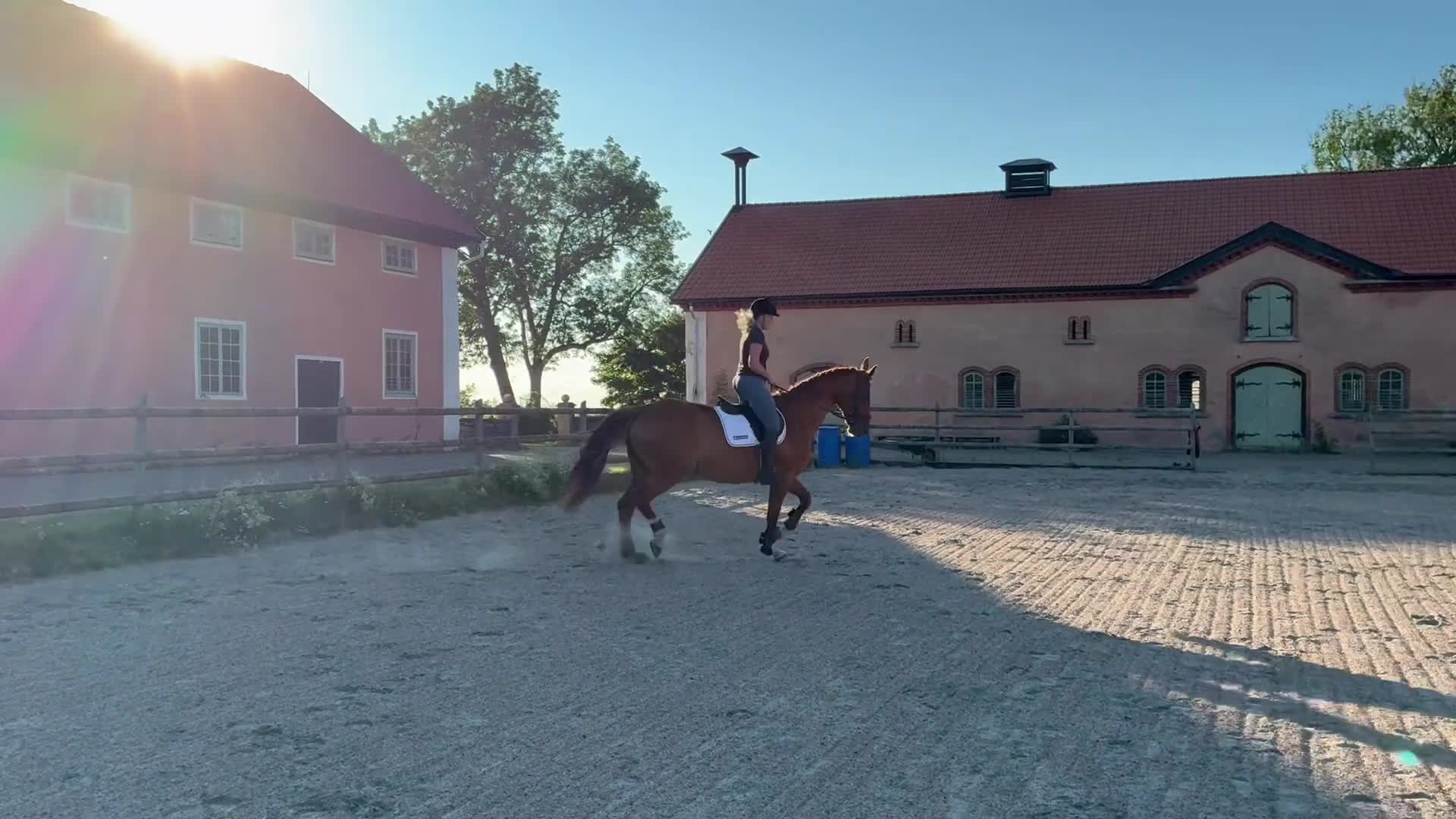Dressyr hästar till salu: Hobbyhäst med utstrålning  i Götene - Video 2