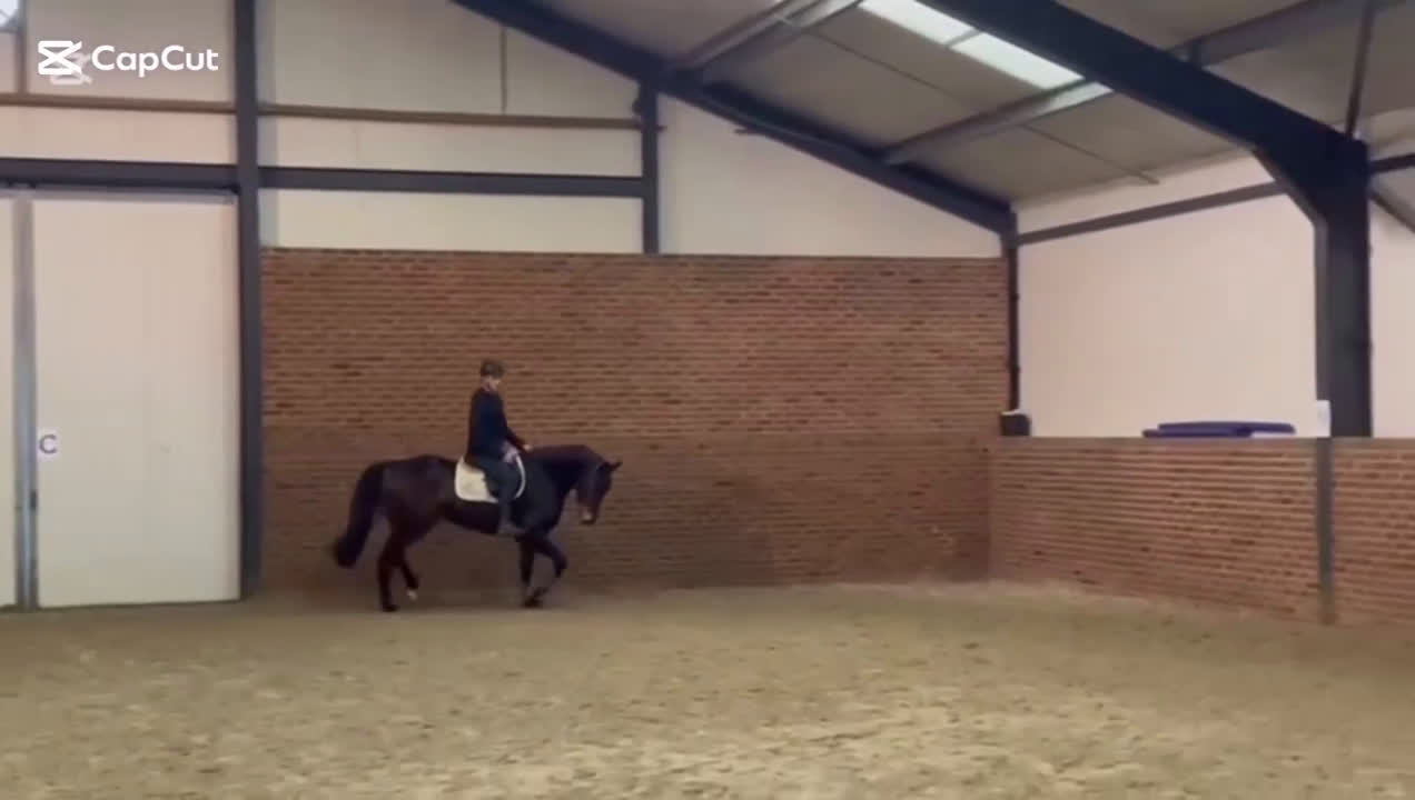 Allround hästar till salu: Stabil 5års valack allround ev byte - Video 1