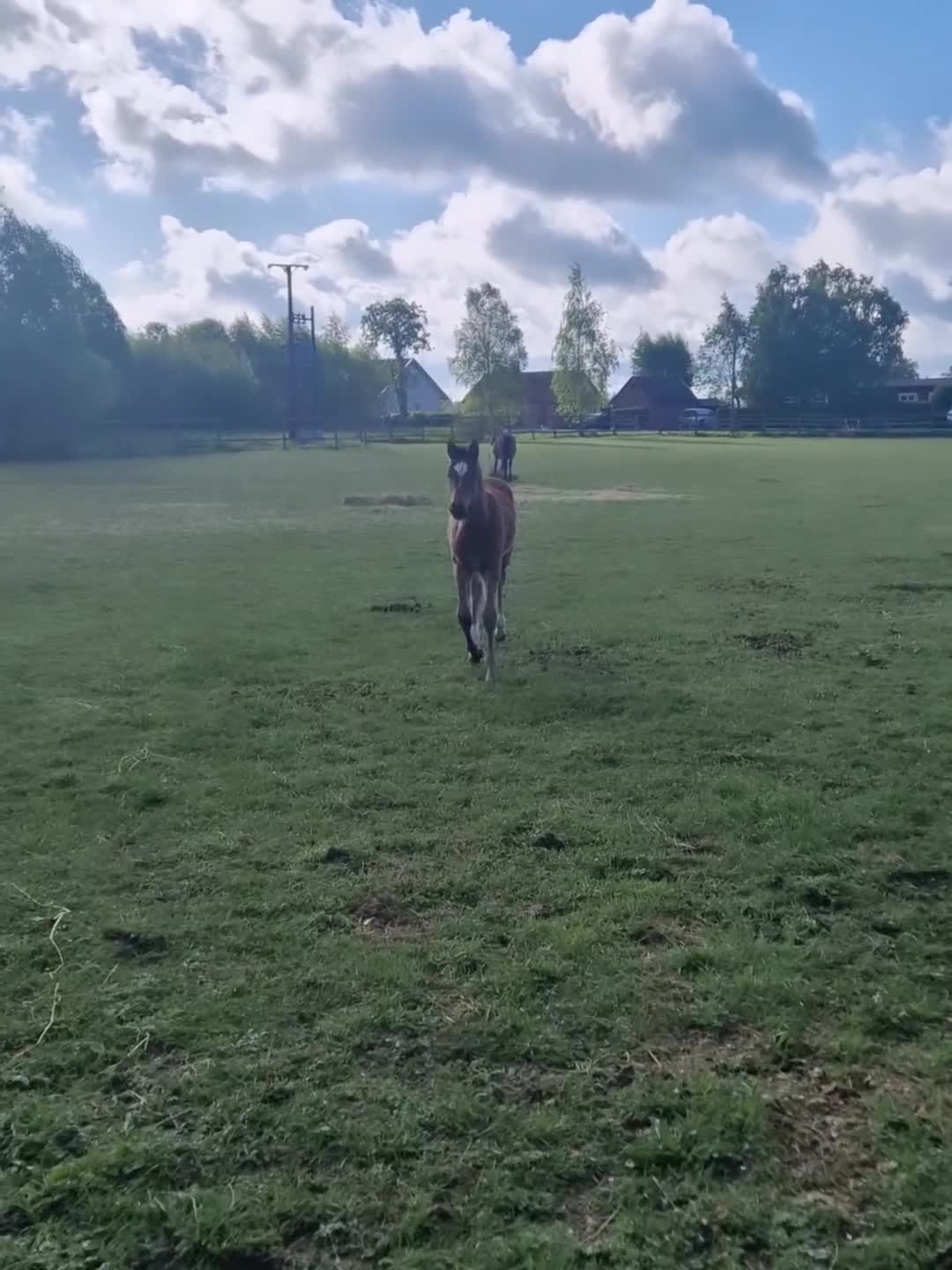 Hoppning hästar till salu: Stoföl med toppstam för hoppsporten! ✨️ - Video 2
