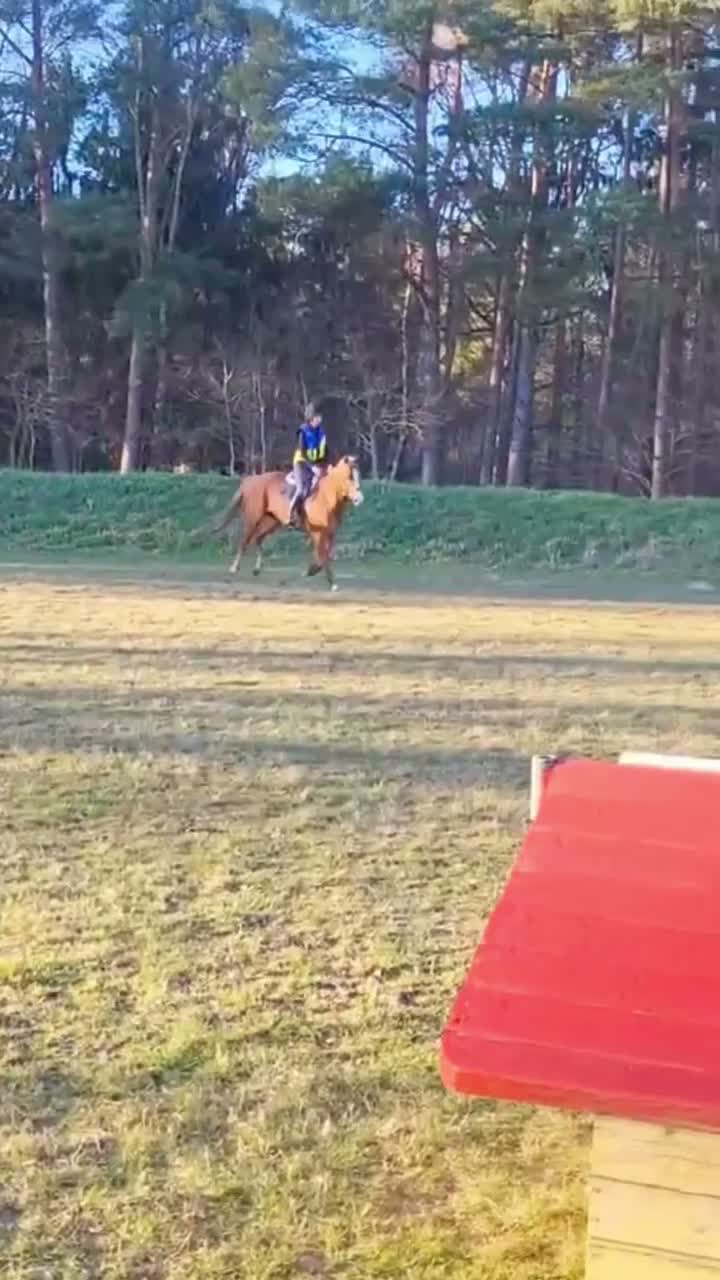 Hoppning hästar till salu: Mycket trevlig valack  - Video 3