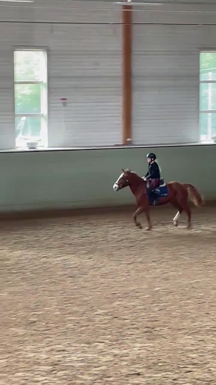  medryttarhäst sökes: Söker medryttarhäst! - Video 1