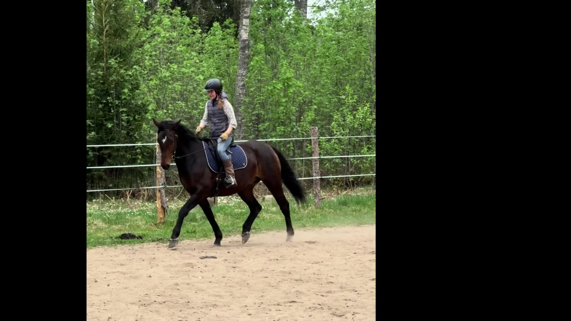 Allround hästar till salu: Väluppfostrad ung gentleman - Video 2