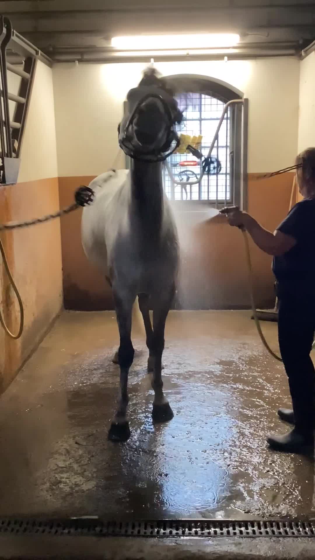 Dressyr hästar till salu: Flott dressyrponny  - Video 1
