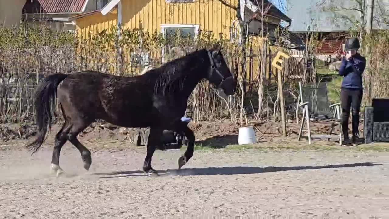 Allround hästar till salu: Oslipad diamant - Video 1