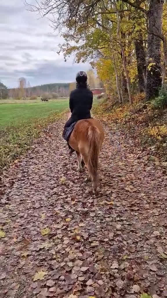 Allround hästar till salu: Fjord & Russ i Ulrika - Video 1