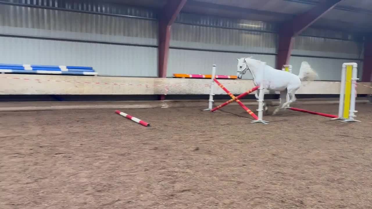 Allround hästar till salu: Hobbyhäst och bästa vän - Video 1