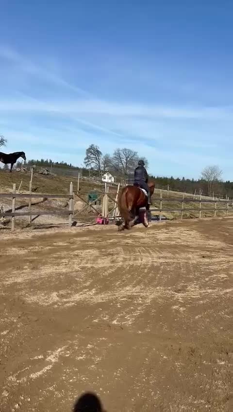 Dressyr hästar till salu: 5-årig valack med mycket utstrålning! - Video 4