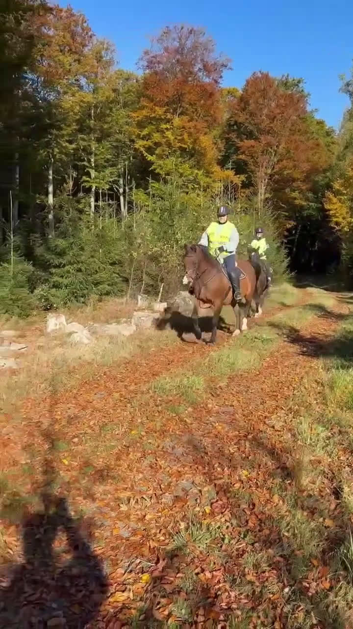Allround hästar till salu: BIG BEN behöver nytt kärleksfullt hem i Höör - Video 2