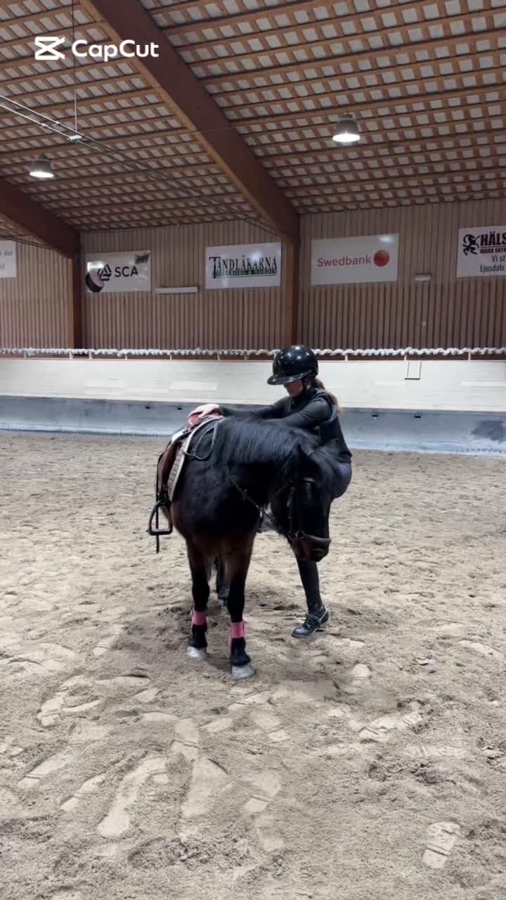 Allround hästar till salu: Trevlig dartmoorponny! - Video 1