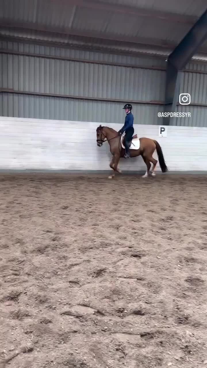 Allround hästar till salu: Energiskt 3-årssto - Video 1