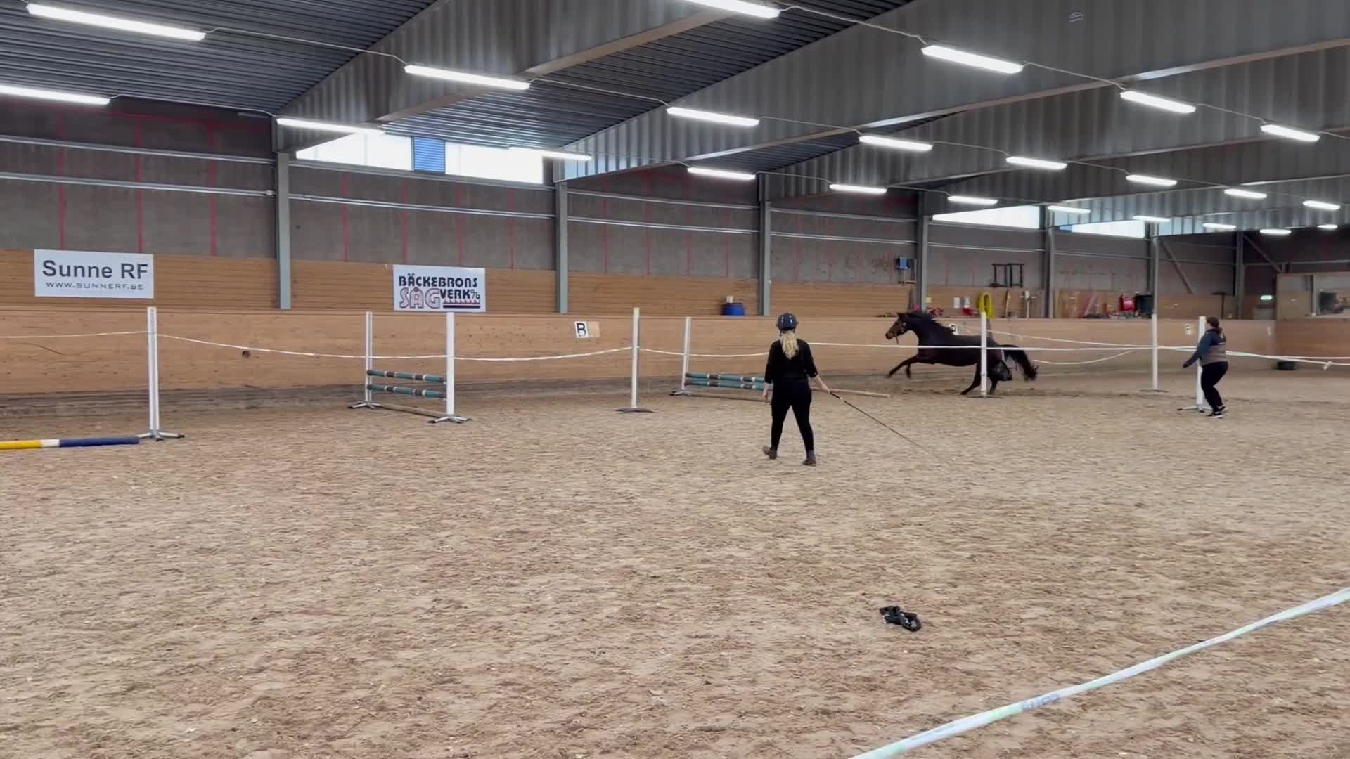 Hoppning hästar till salu: Vackert sto med lovande framtidsutsikter! - Video 3