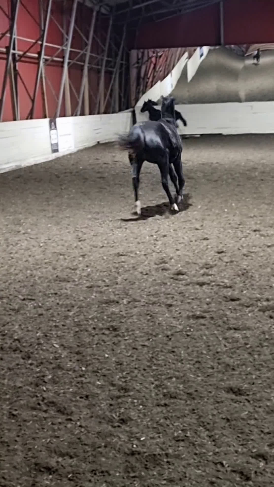 Dressyr hästar till salu: Sort hoppe etter Kjento/Fürstenball - Video 1