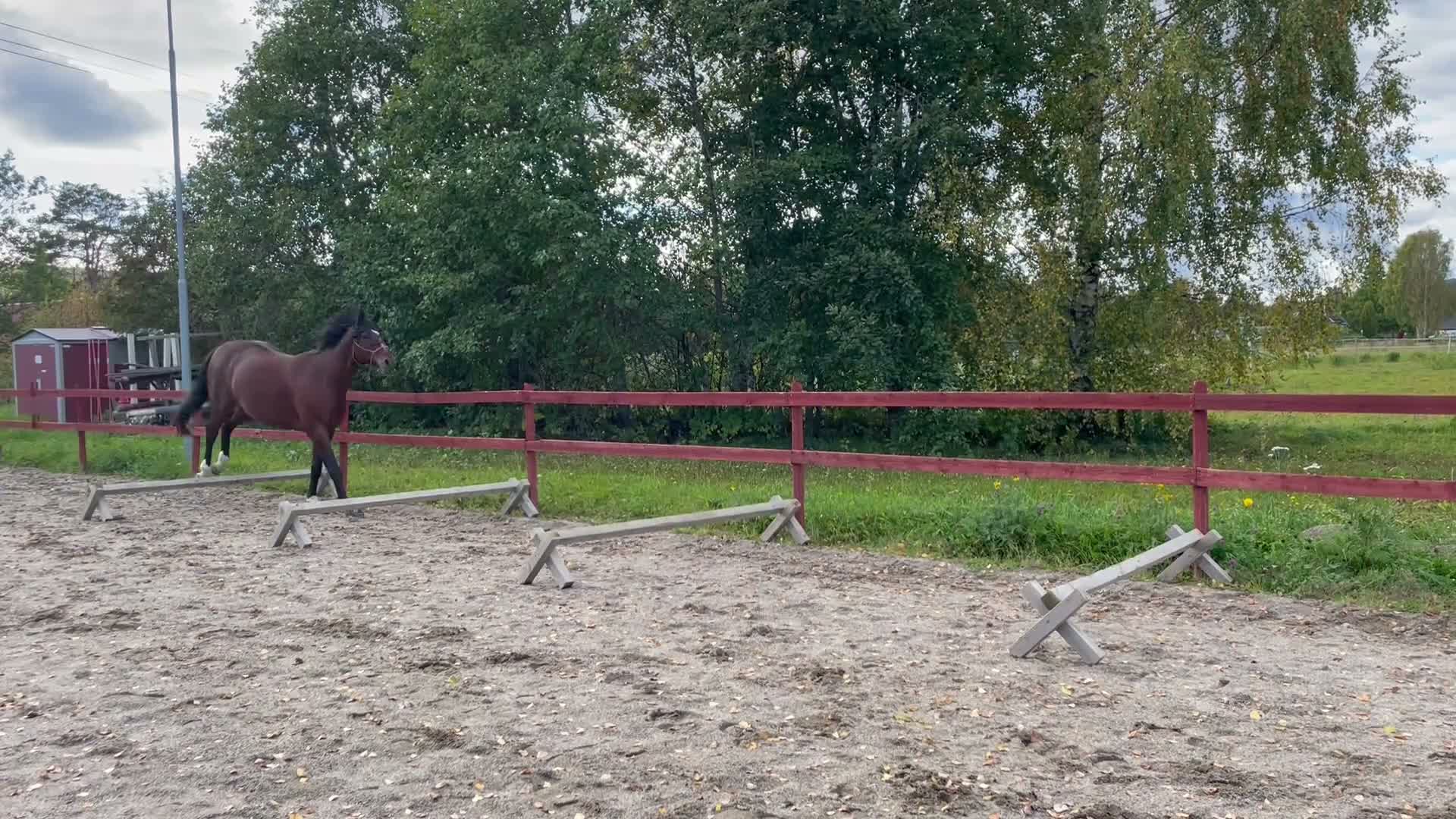 Dressyr hästar till salu: Vacker läromästare Kraftskapande/akademiskt - Video 1