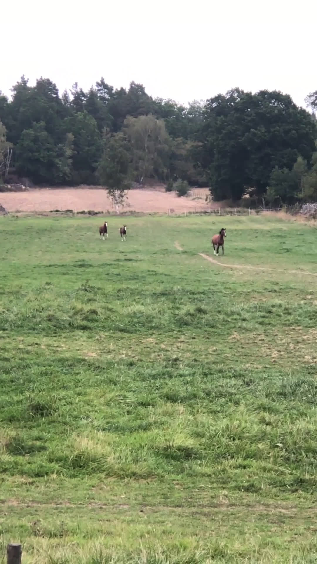 Allround hästar till salu: C-ponny sto welshpartbred-23  - Video 1