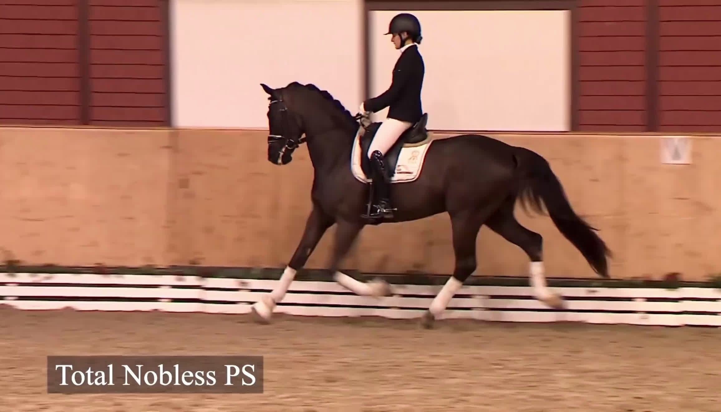 Dressyr hästar till salu: Top gångartshäst eTotal Hope   - Video 1