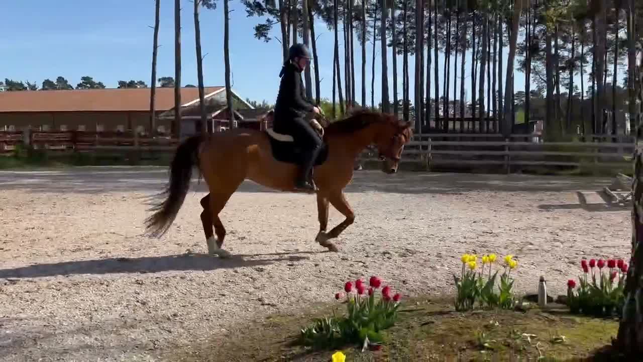Avelshästar hästar till salu: Avelssto ELIT - Video 1