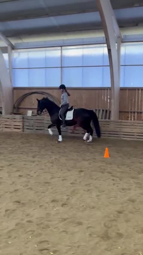 Allround hästar till salu: Vackert sto med hög kapacitet - Video 1