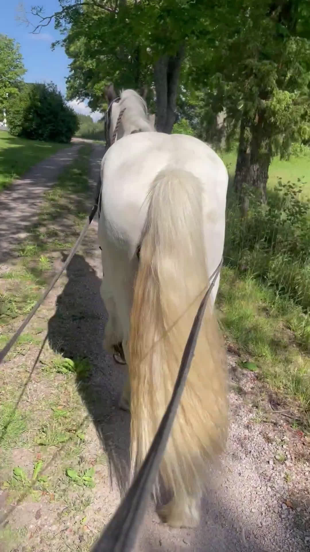 Allround hästar till salu: Fodervärd sökes  i Myresjö - Video 1