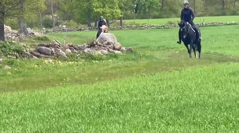 Island hästar till salu: Charmig 4-årig valack  - Video 1