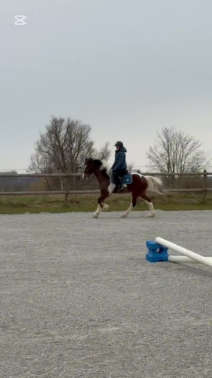 Allround hästar till salu: Världens snällaste ponny söker nytt hem🌸 - Video 4