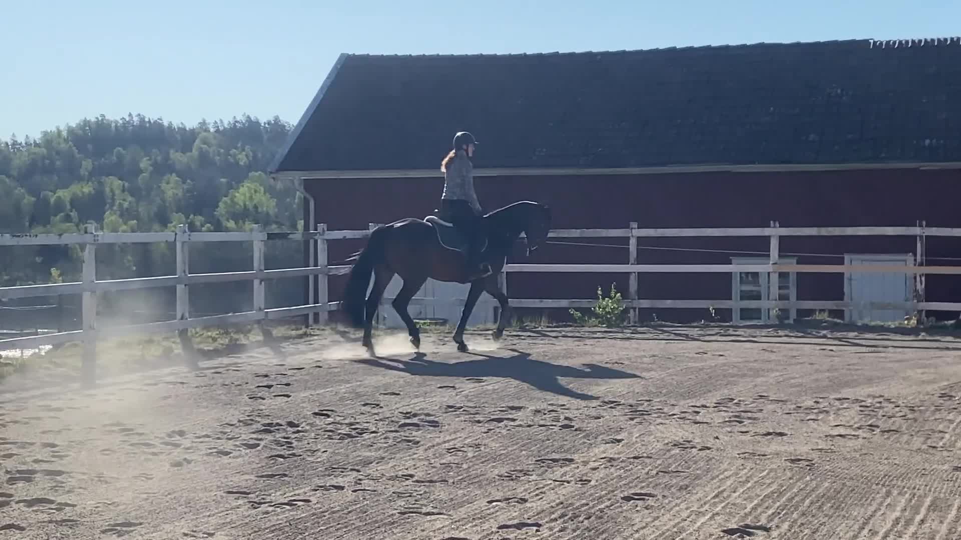Allround hästar till salu: Trevlig och arbetsvillig valack! i Trollhättan - Video 3