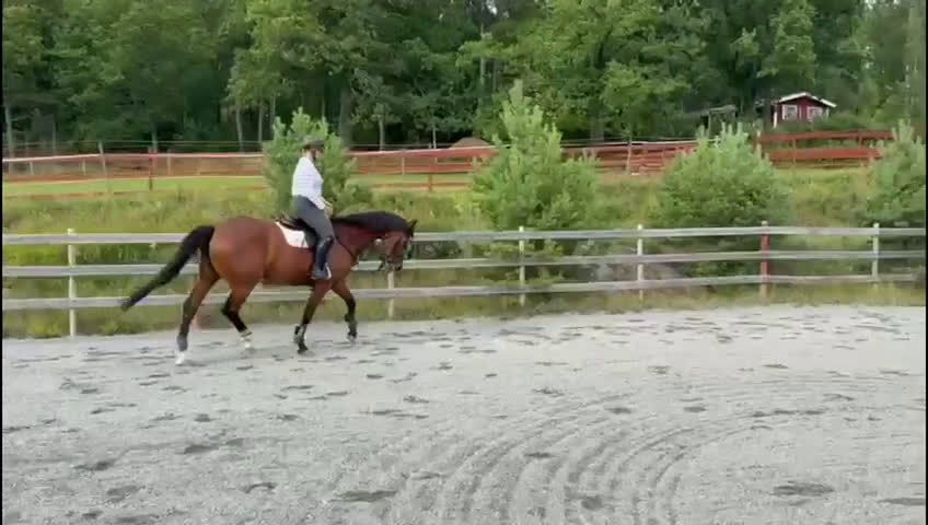 Hoppning hästar till salu: Trevligt sto för hoppning och allround i Flen - Video 2