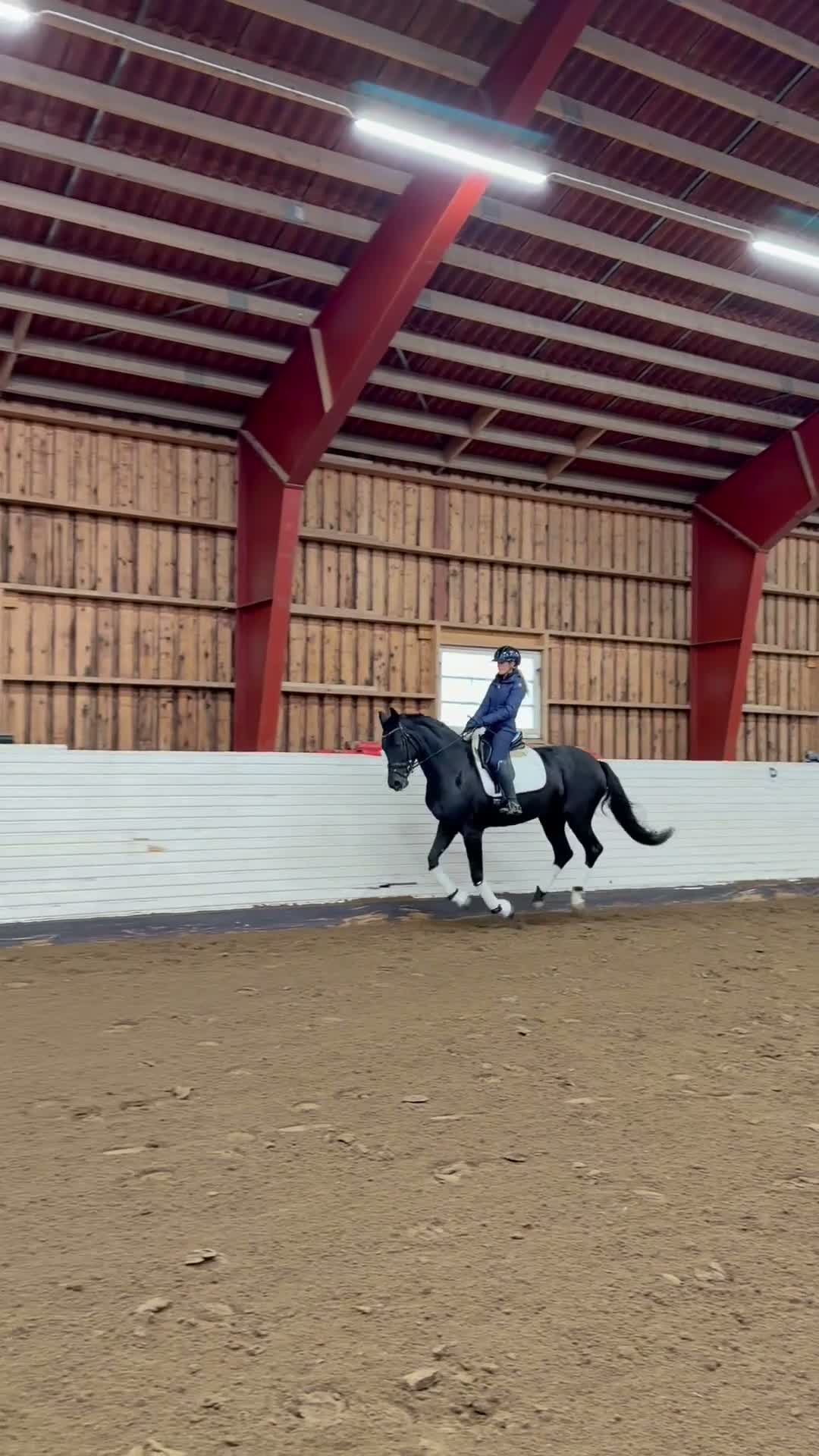 Dressyr hästar till salu: Talangfullt & vackert sto med mycket potential! - Video 1