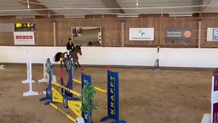 Hoppning hästar till salu: Trevlig valack för framtiden!  - Video 2