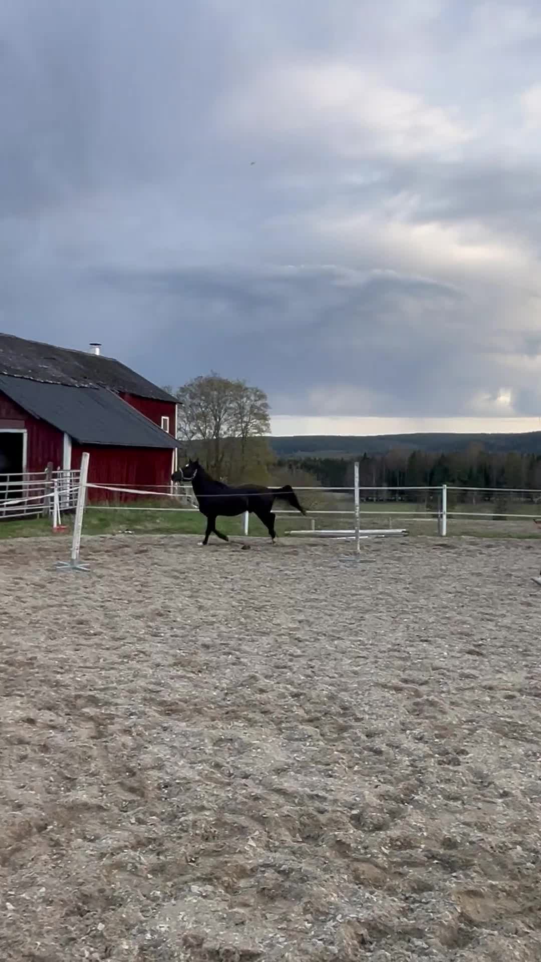 Hoppning hästar till salu: Lovande ungponny, e. Converse All star  - Video 2