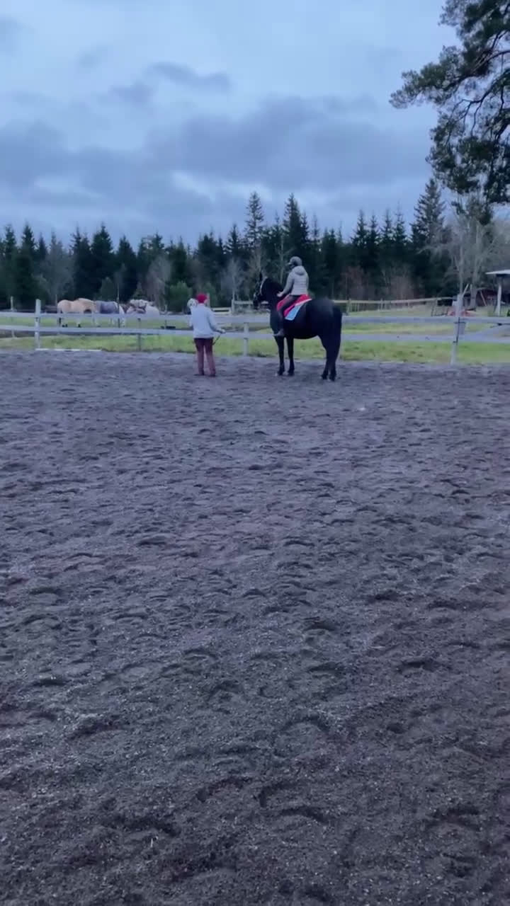 Allround hästar till salu: Forma din egen stjärna  - Video 1