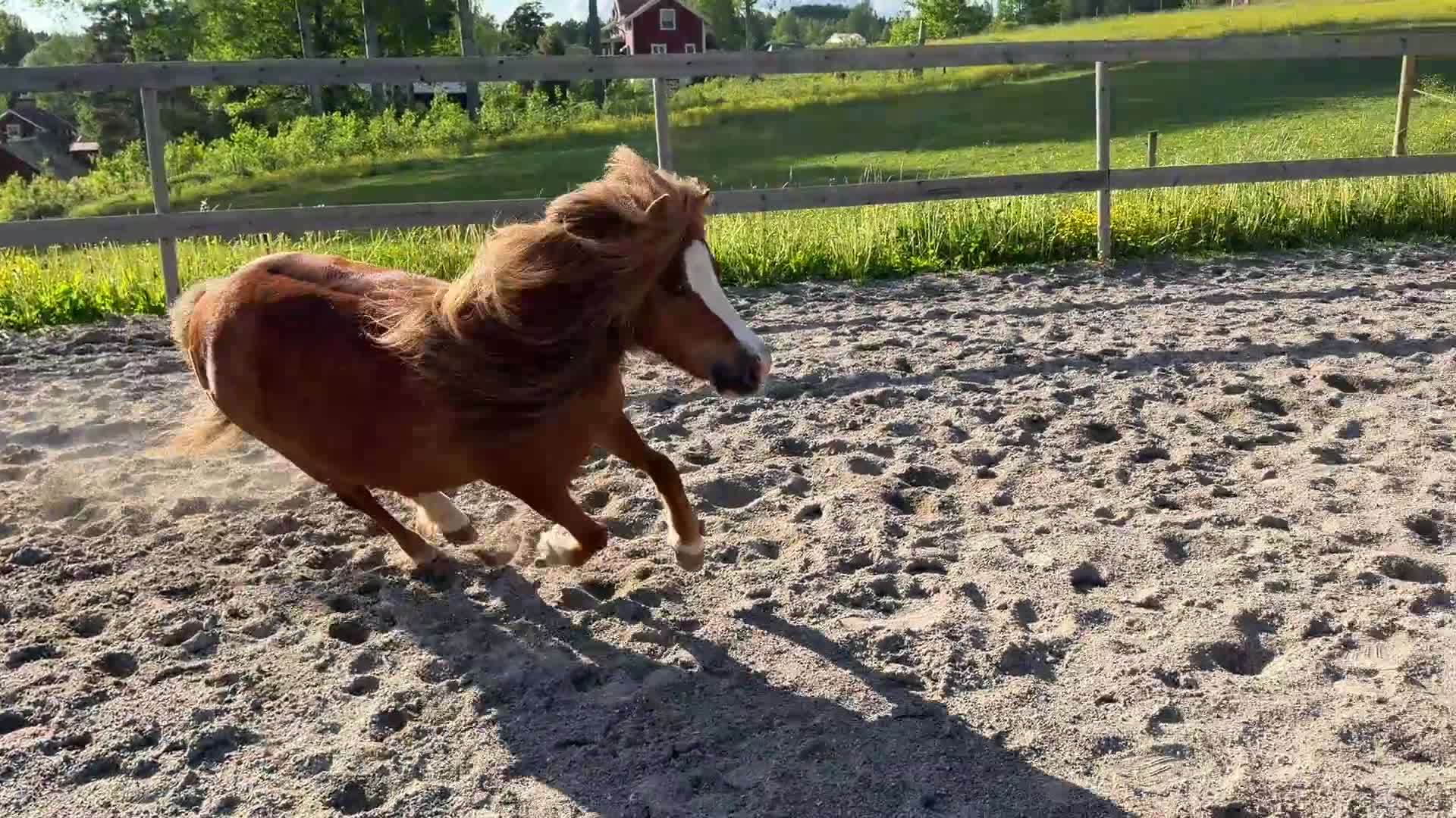 Övrigt hästar till salu: Vackert AMHA sto - Video 3