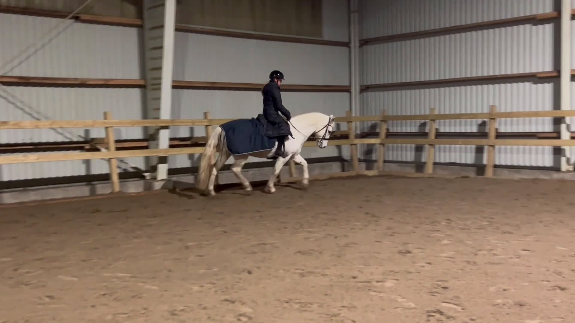 Hoppning hästar till salu: En på miljonen - Grey - Video 2