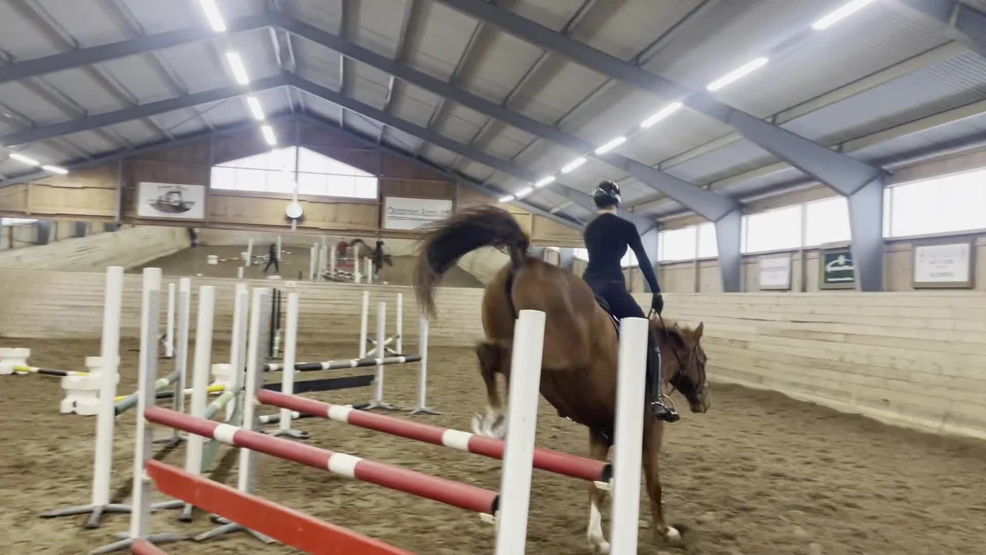 Hoppning hästar till salu: 10-årig SWB-valack med bra psyke och hoppintresse i Gränna - Video 1