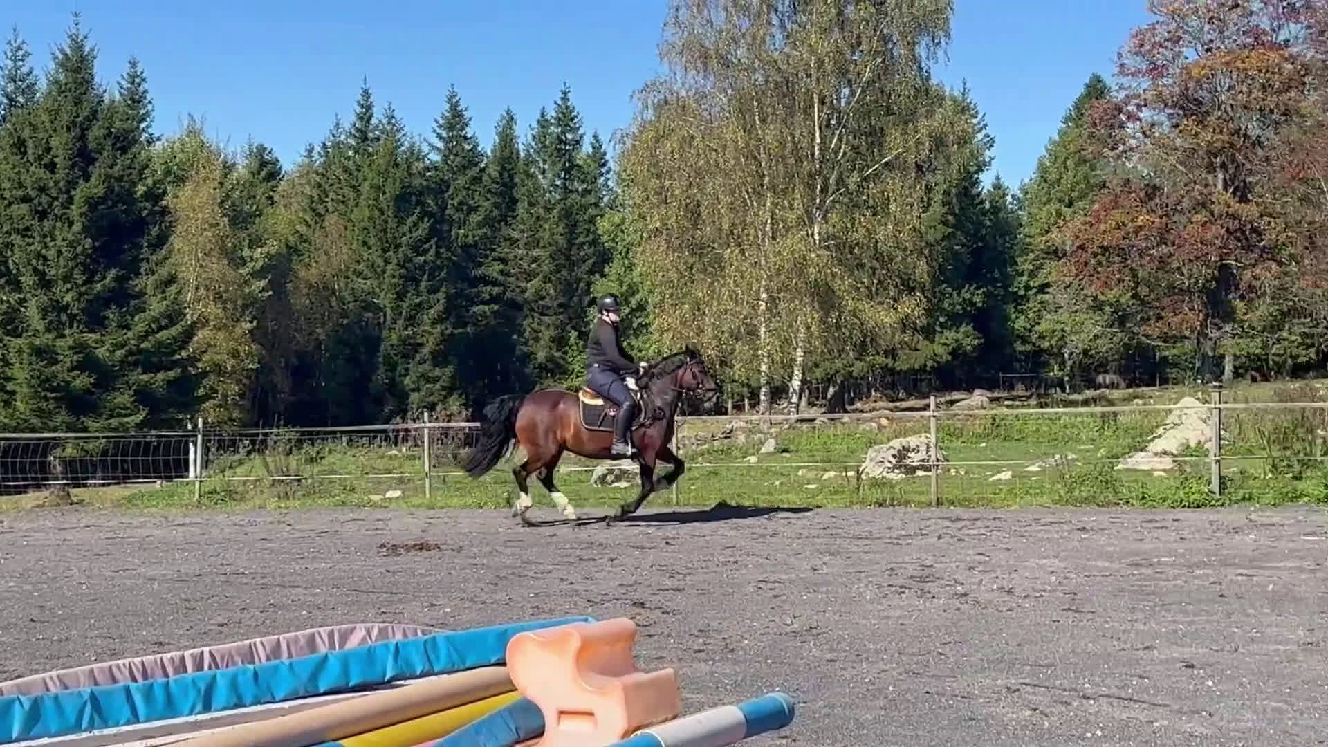 Hoppning hästar till salu: Pigg hopp ponny *Prissänkt* ev byte i Kosta - Video 1