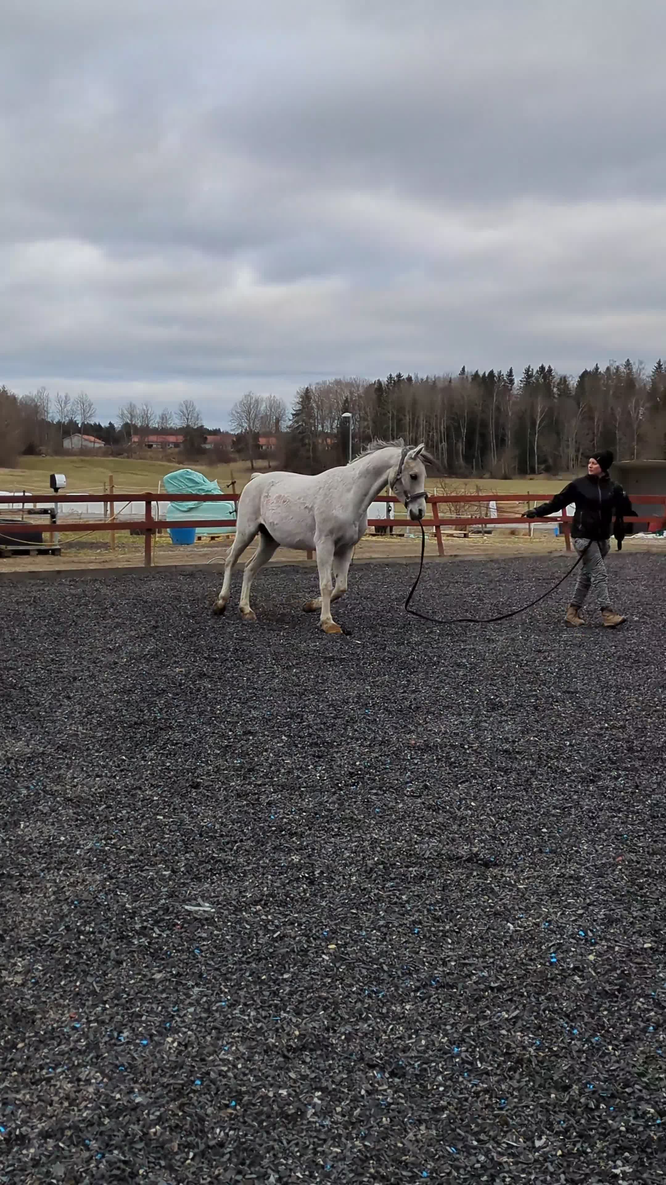 Allround hästar till salu: Vänlig, vaken och kommunikativ - Video 3