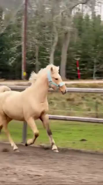 Allround hästar till salu: Tillfälle  i Vena - Video 1
