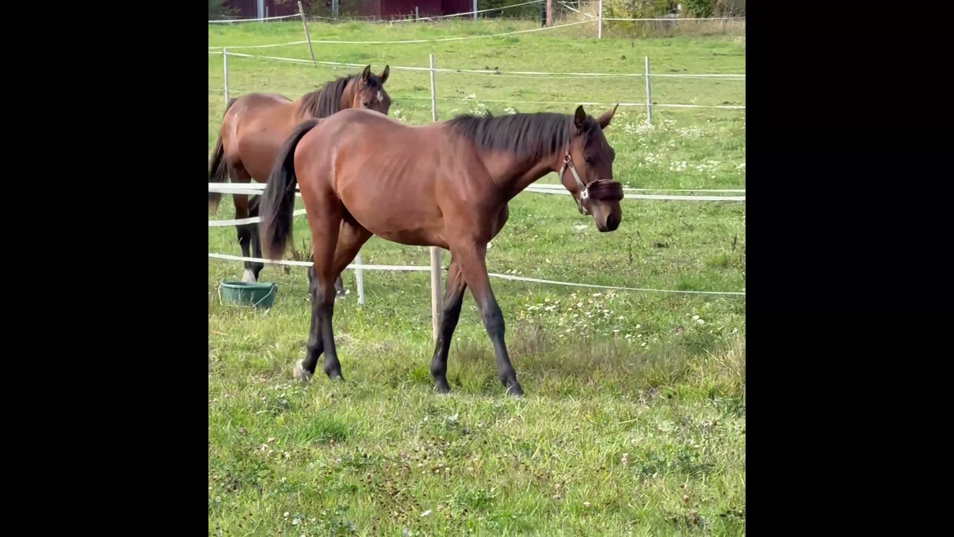 Hoppning hästar till salu: Trevlig åring med framtiden för sig ⭐️ - Video 1