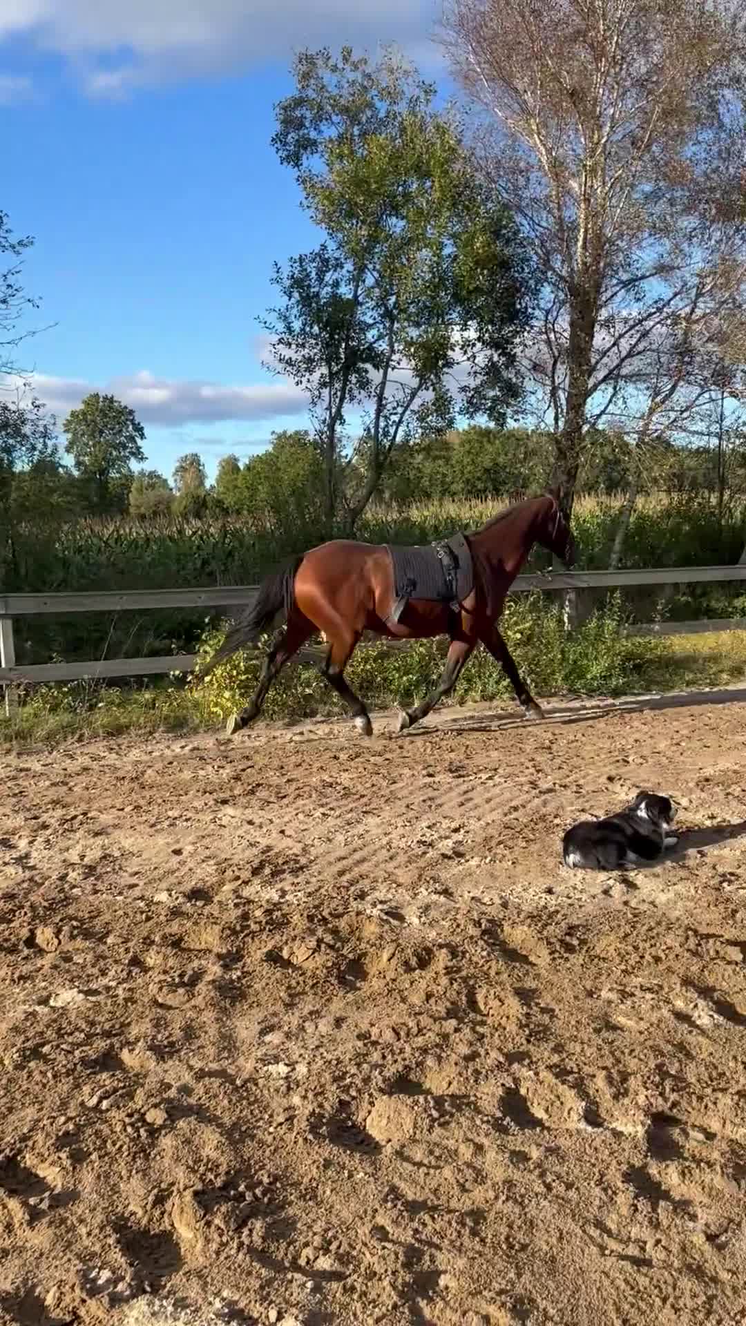 Allround hästar till salu: Lyxig Hobbyhäst  - Video 1
