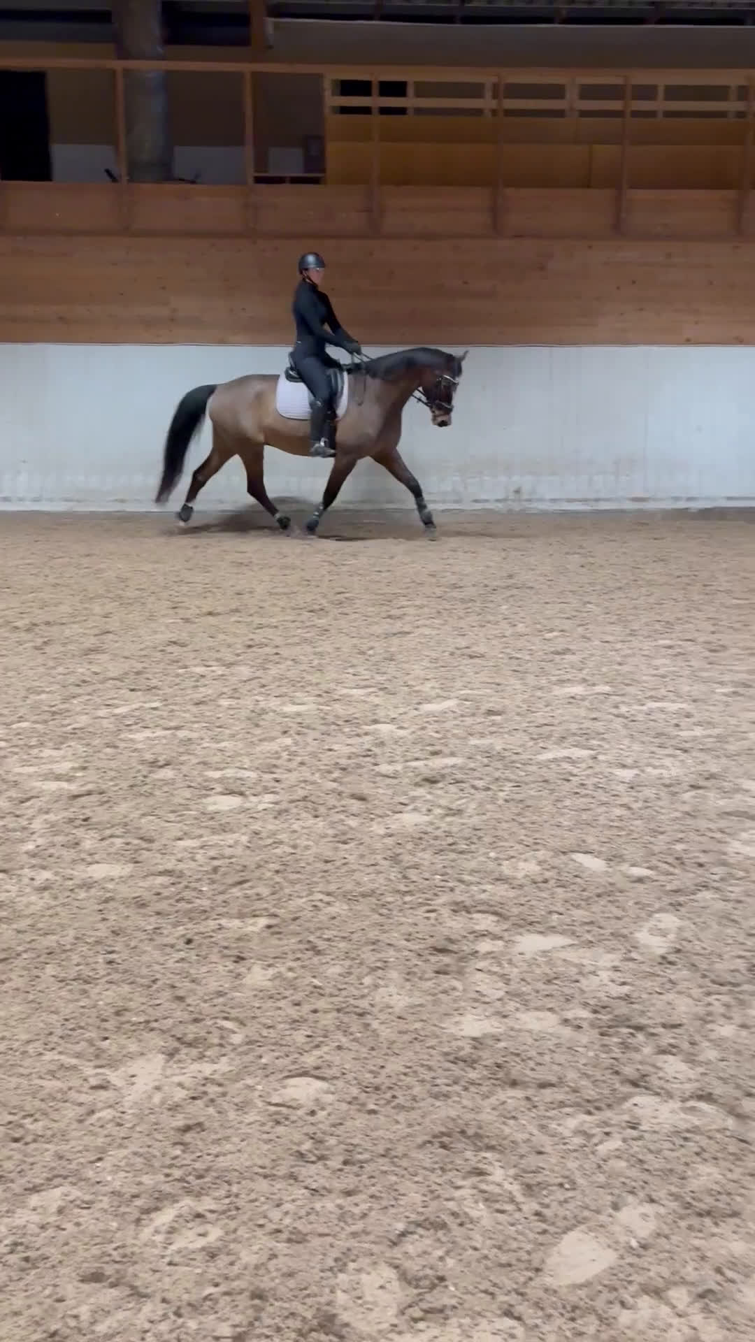 Dressyr hästar till salu: *Ny annons* fin dressyrstammad hobbyhäst till salu i Umeå - Video 1