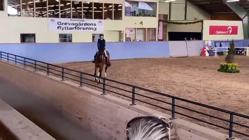 Hoppning hästar till salu: Supersnällt sto med mkt kapacitet i Lidköping - Video 4